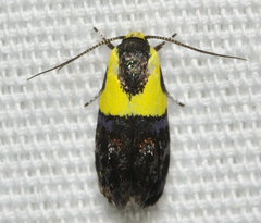 Rectiostoma xanthobasis