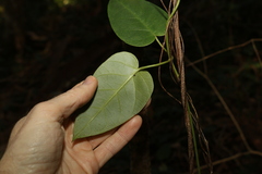 Vincetoxicum polyanthum
