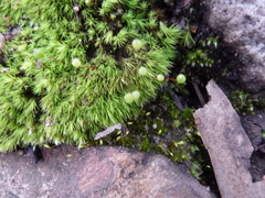 Bartramia nothostricta