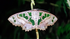 Scopula divisaria