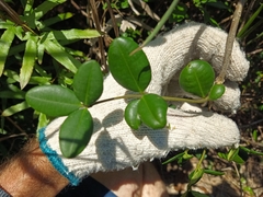 Alyxia sinensis