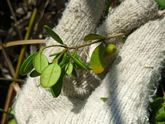 Alyxia sinensis