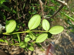 Alyxia sinensis