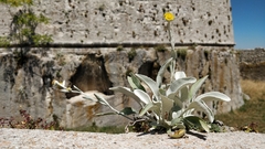 Pentanema verbascifolium