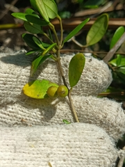 Alyxia sinensis