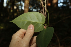 Vincetoxicum polyanthum