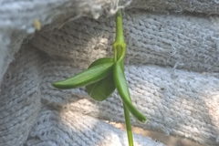 Alyxia sinensis