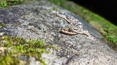 Gekko hokouensis