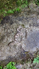 Gekko hokouensis