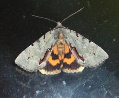 Catocala grynea