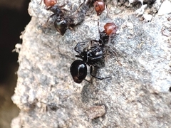 Euryopis episinoides