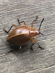 Ellipticus dorbignyi