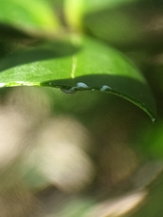 Alyxia sinensis