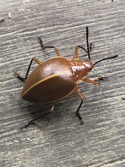 Ellipticus dorbignyi