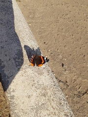 Vanessa atalanta