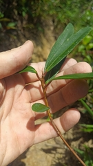 Ficus variolosa