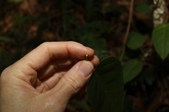 Vincetoxicum polyanthum