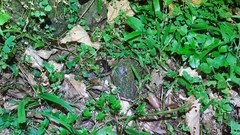 Plestiodon leucostictus