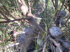 Hakea pachyphylla