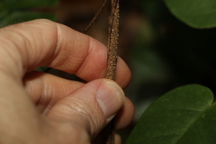 Vincetoxicum polyanthum