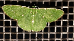Argyrocosma