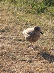 Larus argentatus