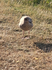 Larus argentatus