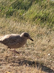 Larus argentatus