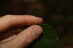 Vincetoxicum polyanthum