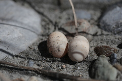 Caprimulgus affinis stictomus