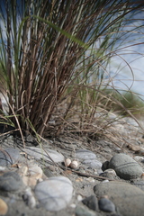 Caprimulgus affinis stictomus