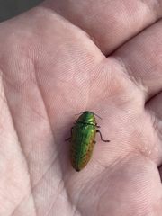 Lamprodila rutilans