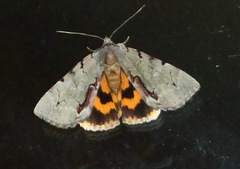 Catocala grynea