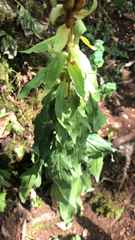 Digitalis lutea