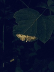 Eupithecia succenturiata