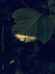 Eupithecia succenturiata