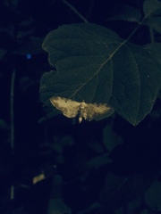 Eupithecia succenturiata