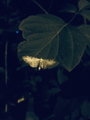 Eupithecia succenturiata