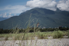 Caprimulgus affinis stictomus