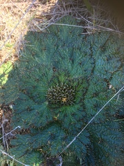Arctopus echinatus