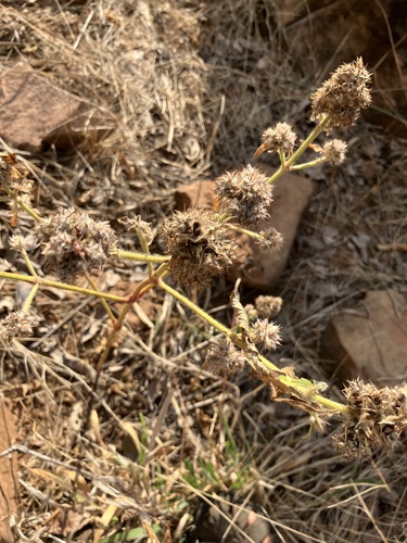 Cyathula orthacantha (Cyathula orthacantha)