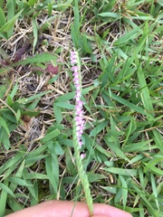 Spiranthes sinensis