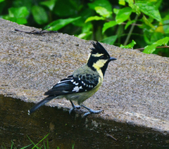 Machlolophus aplonotus