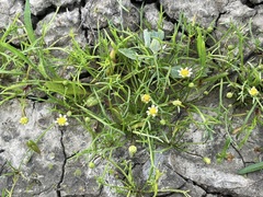 Brachyscome lineariloba