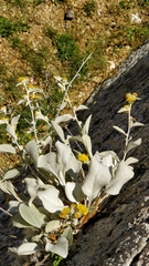 Pentanema verbascifolium