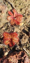 Drosera rosulata