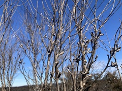 Eucalyptus stricta
