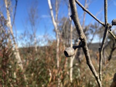 Eucalyptus stricta