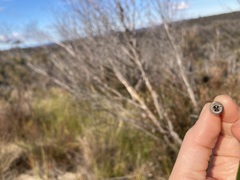 Eucalyptus stricta