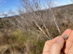 Eucalyptus stricta